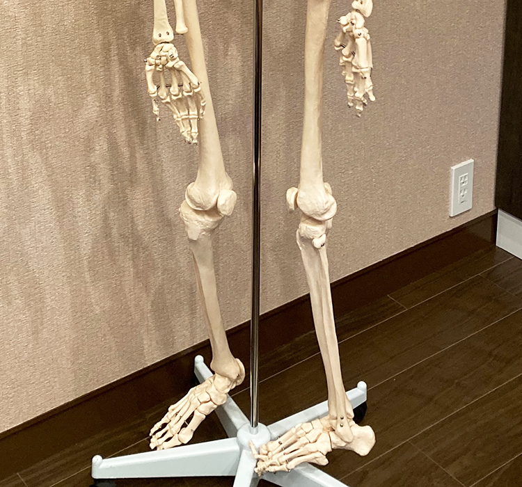 骨格標本
人体模型