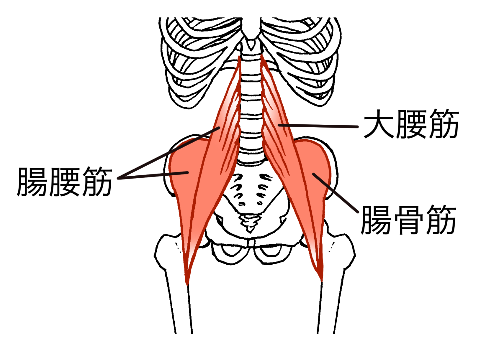 腰痛が起こる原因と腰の周りの筋肉 | アンチエイジングサロン