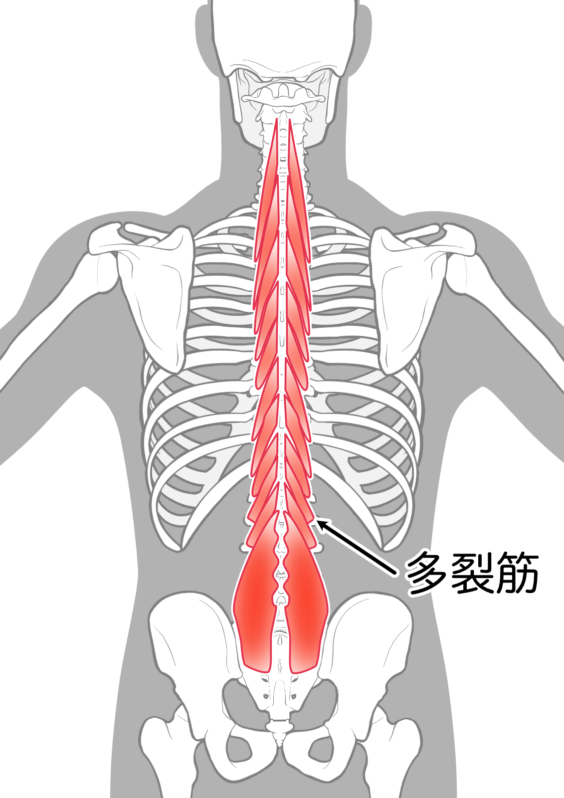 多裂筋