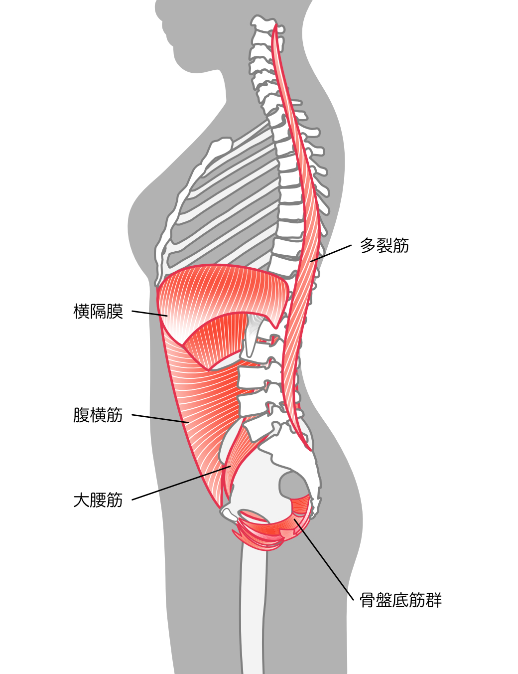 多裂筋